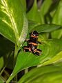 Ranitomeya summersi (13503318514)