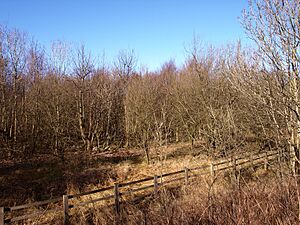 Rashielee Plantation - geograph.org.uk - 1733924