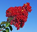 Red Crepe Myrtle -- Lagerstroemia