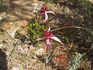 Red Cross Spider Orchid.JPG