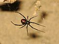 Redback spider in its web