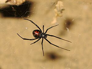 Redback spider in its web