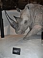 Rhino with fake horn