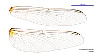Rhodothemis lieftincki female wings (34898814452)