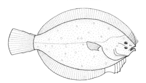 Rhombosolea retiaria (Black Flounder).gif