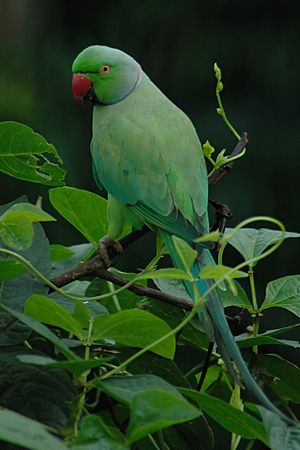 Rose-ringed Parakeet, Karkala, Karnataka, India