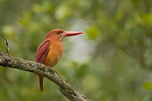 Ruddy kingfisher sunderban