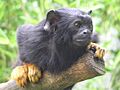 Saguinus midas flk24863753