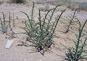 Salicornia europaea baku 2006