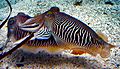 Sepia officinalis Cuttlefish striped breeding pattern