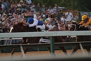 Shackleford preakness winner