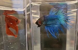 Siamese fighting fish flaring its gills.