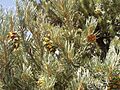 Single-leaf pinyon 2