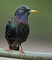Sturnus vulgaris Paris (cropped)