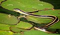 Thamnophis atratus (1)