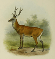 The deer of all lands (1898) Bedford's deer