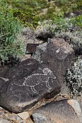 Three Rivers Petroglyph Site 8.17.26