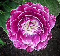 Tulip - Blithewold Mansion - Bristol, RI - PXL 20230504 171924260
