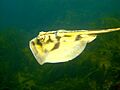 Urolophus cruciatus