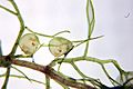 Utricularia aurea 8 Darwiniana