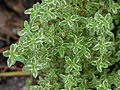 Variegated Lemon Thyme Thymus citriodorus variegata Leaves 3264px