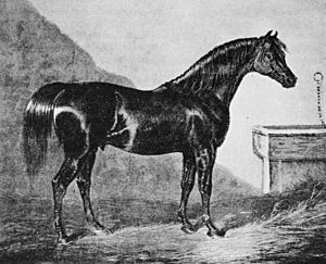 Walton (horse).jpg
