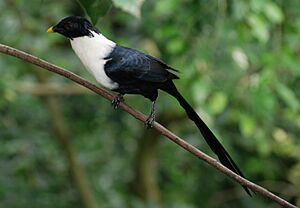White-necked myna - (Streptocitta albicollis) (cropped).jpg