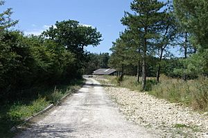 Whitecross Green Wood - Nature Reserve - geograph.org.uk - 204210.jpg