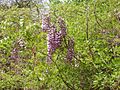 WisteriaSinensisFlowers1