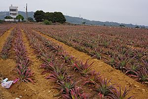 八卦山麓鳳梨田 Pineapple Plantation on Bagua Mountain - panoramio