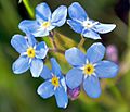 2008-05-04 at 18-26-44-Forgetmenot-Flower