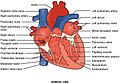2008 Internal Anatomy of the HeartN