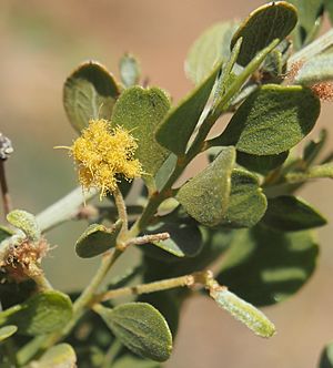 Acacia monticola flower