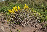 Aeonium arboreum - Jardín Botánico Canario Viera y Clavijo - Gran Canaria - 01
