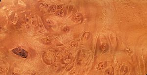 Ahorn-Maser Holz