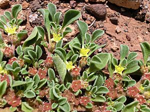 Aizoon canariense Tenerife 1.jpg