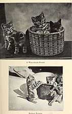 Alexander and some other cats (1929) (17950261911)