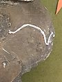 Ammonite Goniatites plebeiformis Goniatitic suture