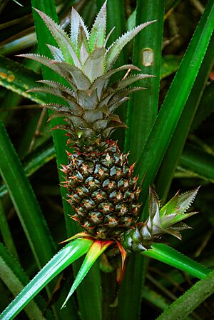 Ananas cosmosus Whaldener Endo