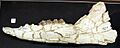 Anchitherium - mandibles - Somosaguas cropped