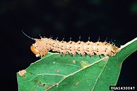 Anisota stigma larva