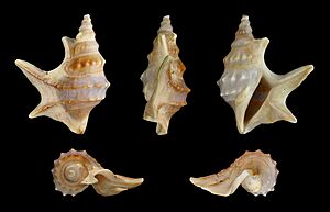 Aporrhais pespelecani 01
