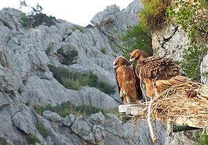Aquila fasciata on nest