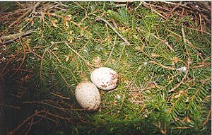 Aquila pomarina nest with eggs