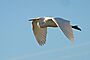 Ardea alba -San Francisco Bay, California, USA -flying-8.jpg