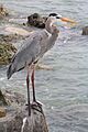 Ardea herodias standing on a rock at St. Pete Beach