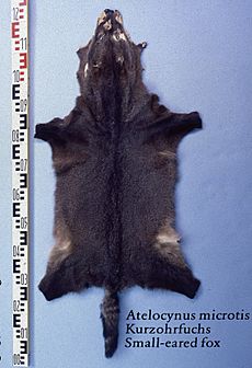 Atelocynus mecrotis (Small eared fox) fur skin