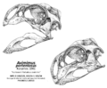 Avimimus skull new
