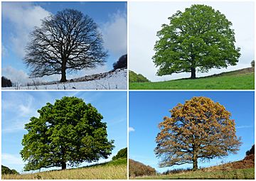 Bäume Jahreszeit 2013