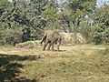 Babyelephant lko zoo2